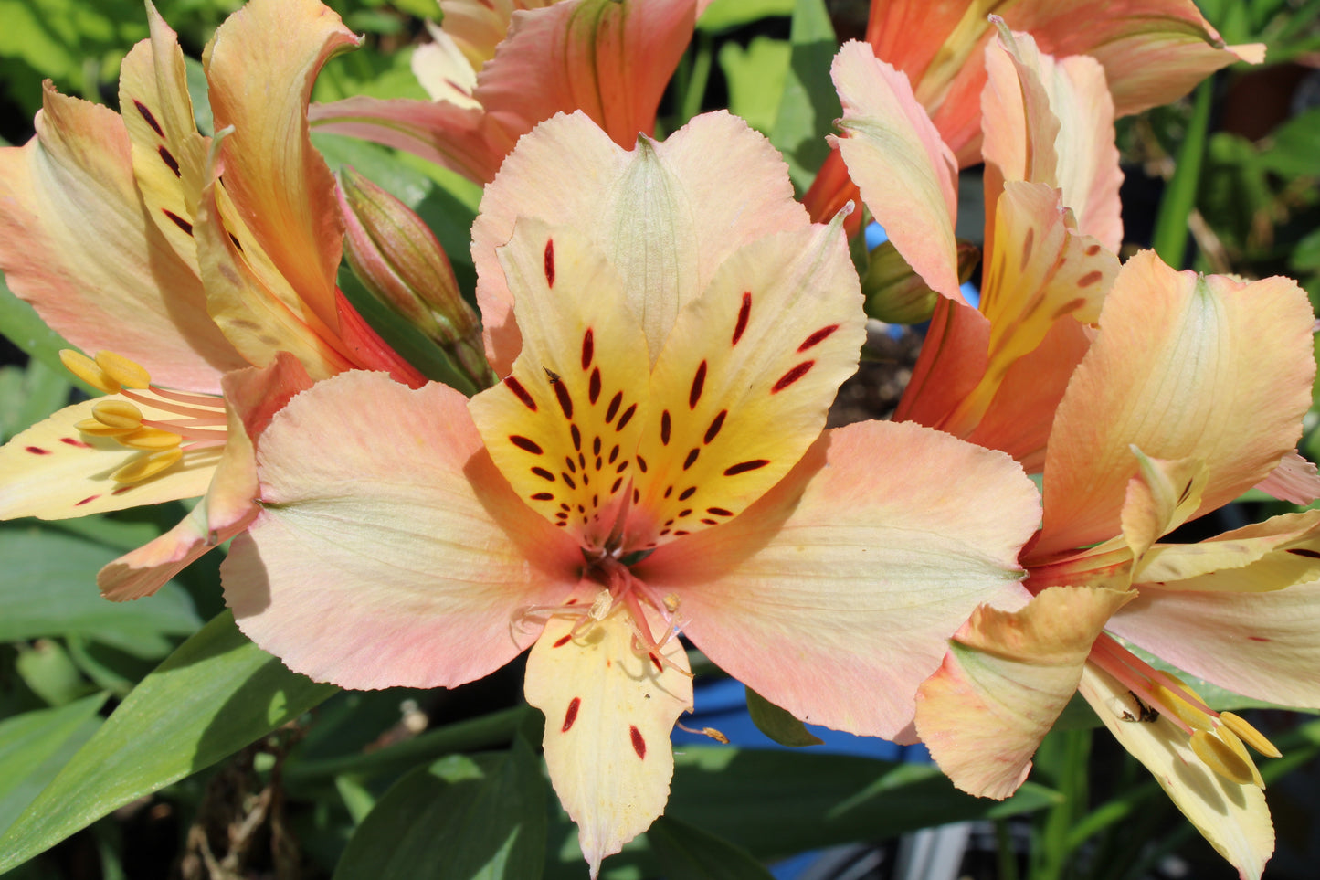 Alstroemeria 'Inca Ice'