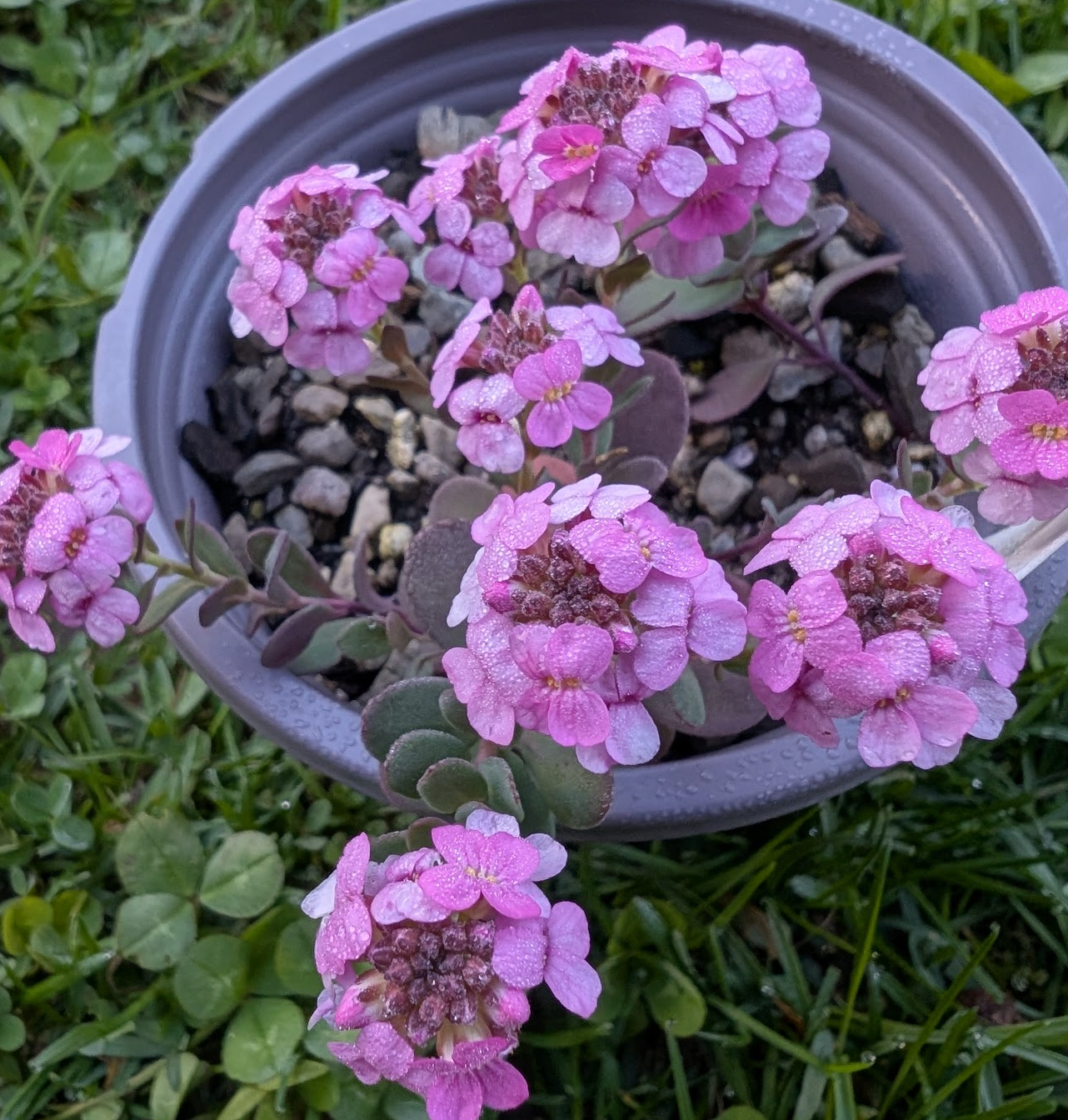 Aethionema saxatile