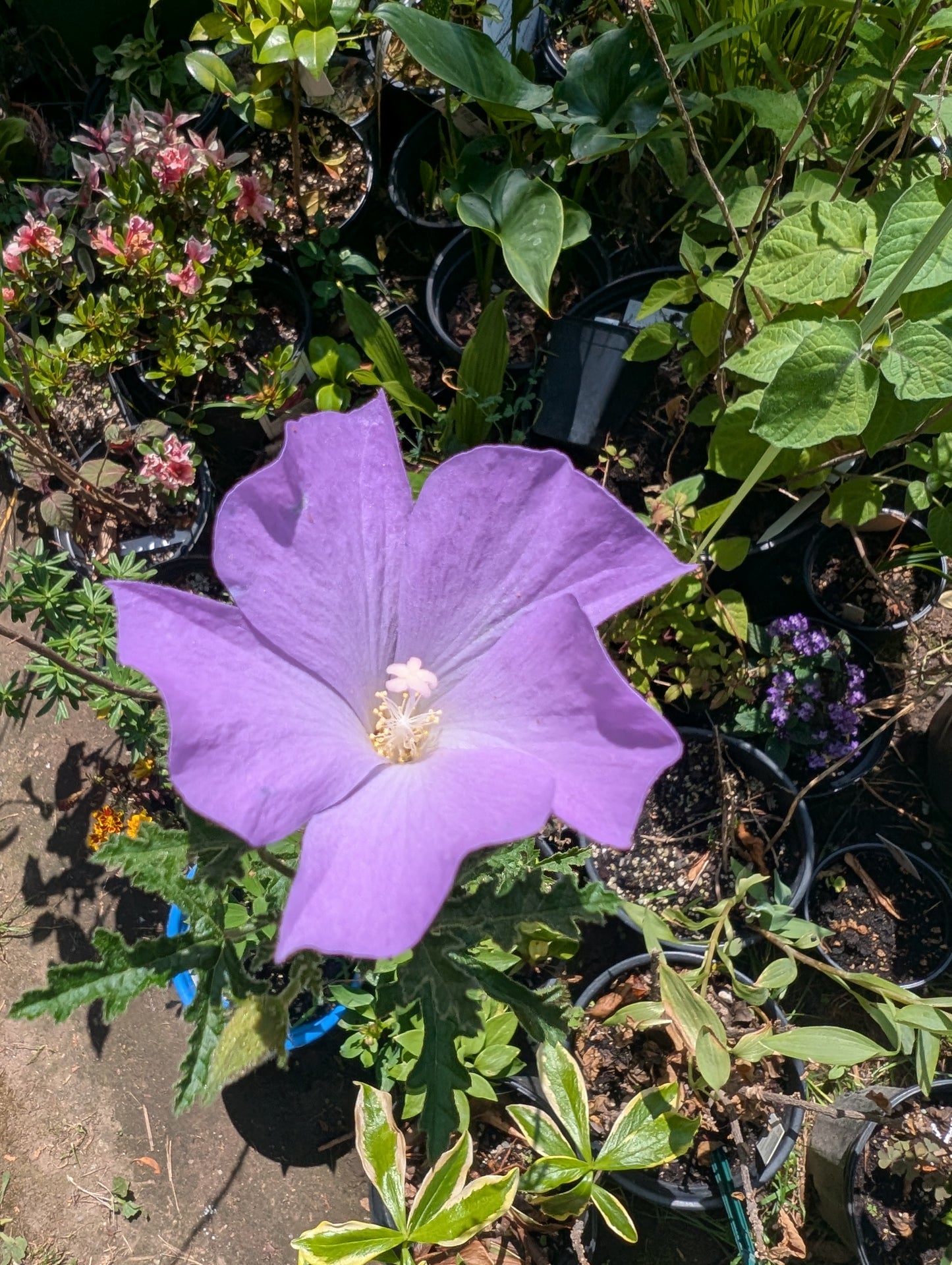 Alyogyne Huegelii (Seed)