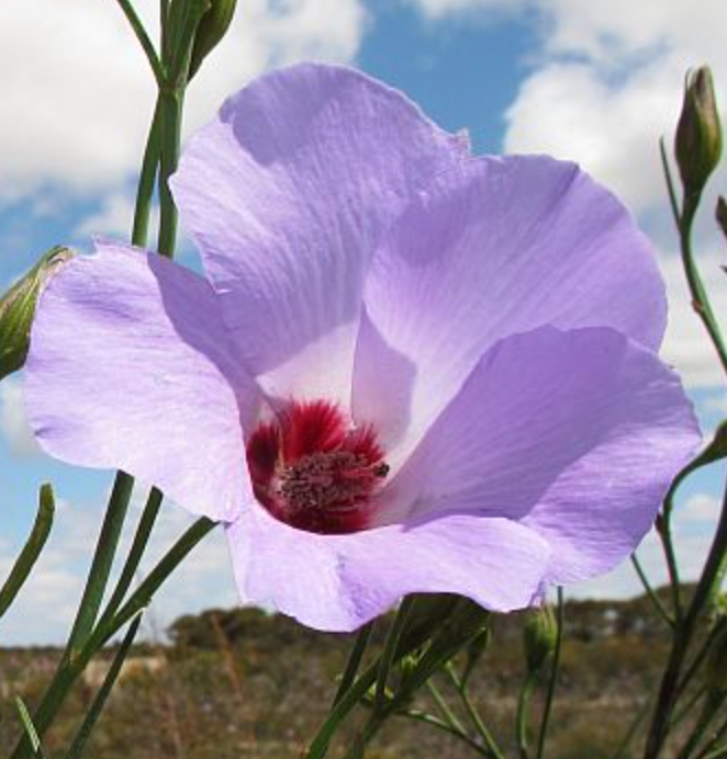 Alyogyne hakeifolia (Seed)