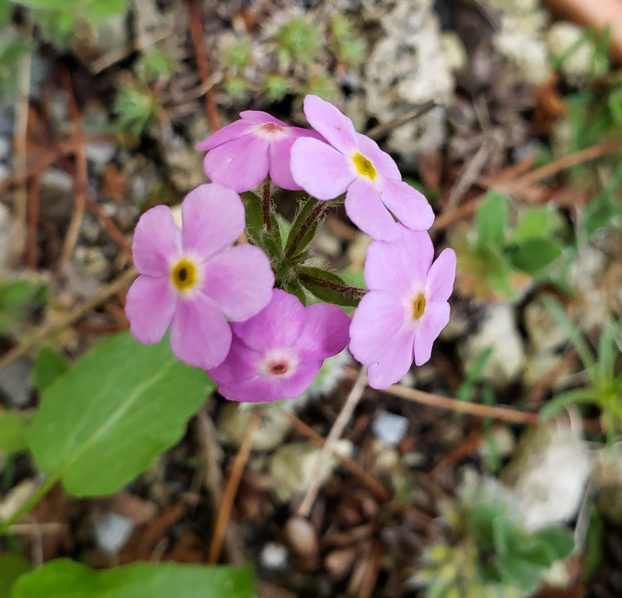 Androsace primuloides