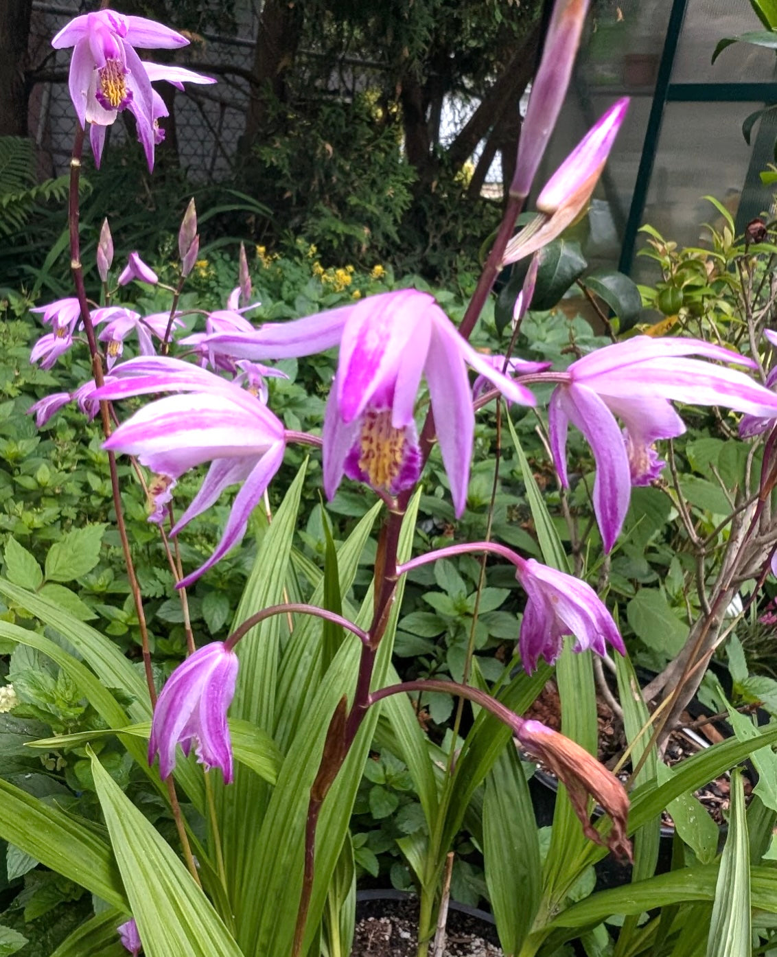 Bletilla "Yokahama Kate"