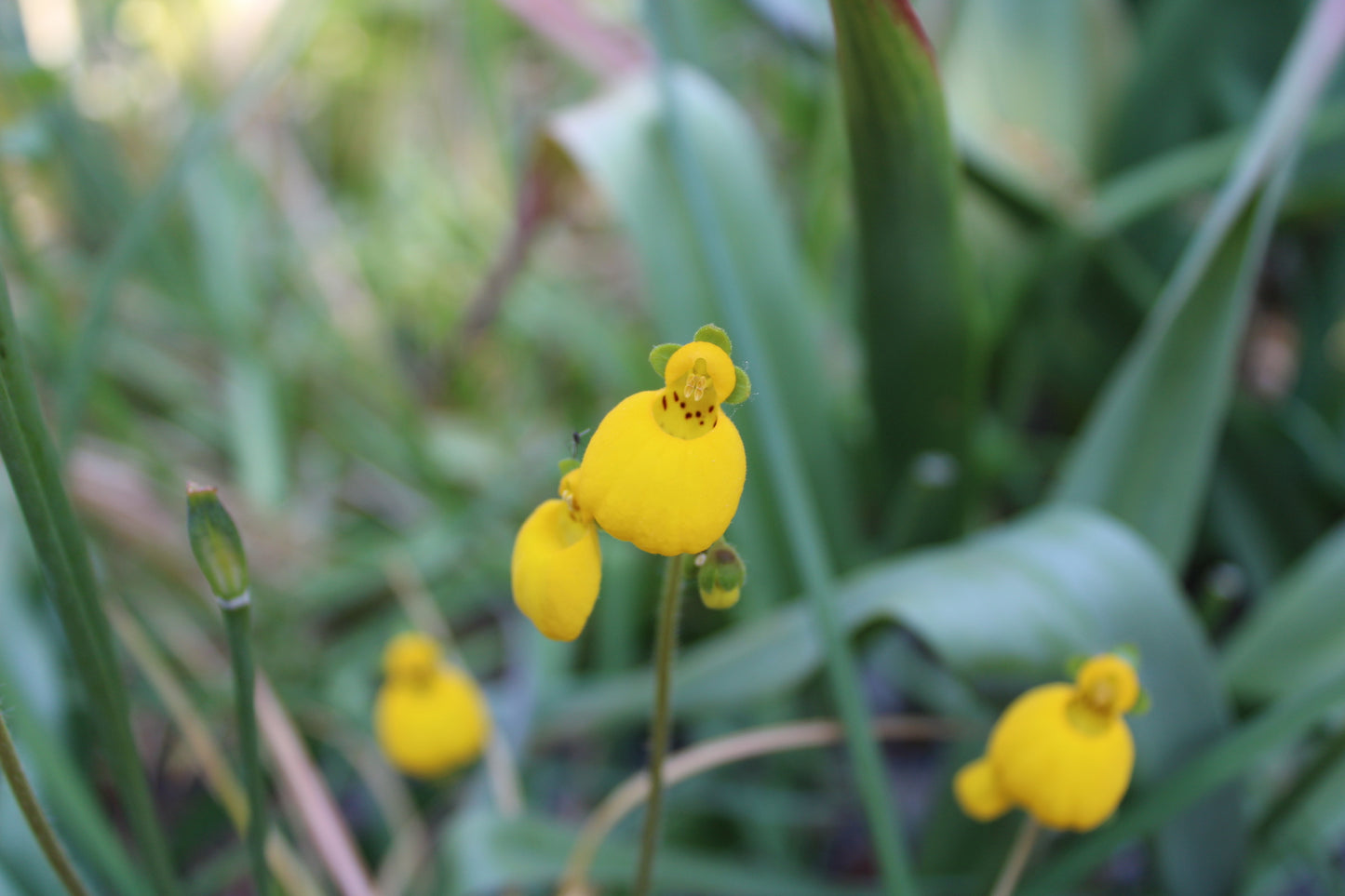 Calceolaria "John Innes"
