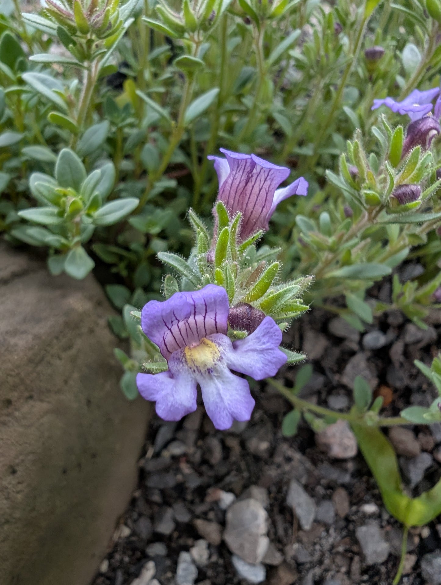 Chaenorhinum glareosum
