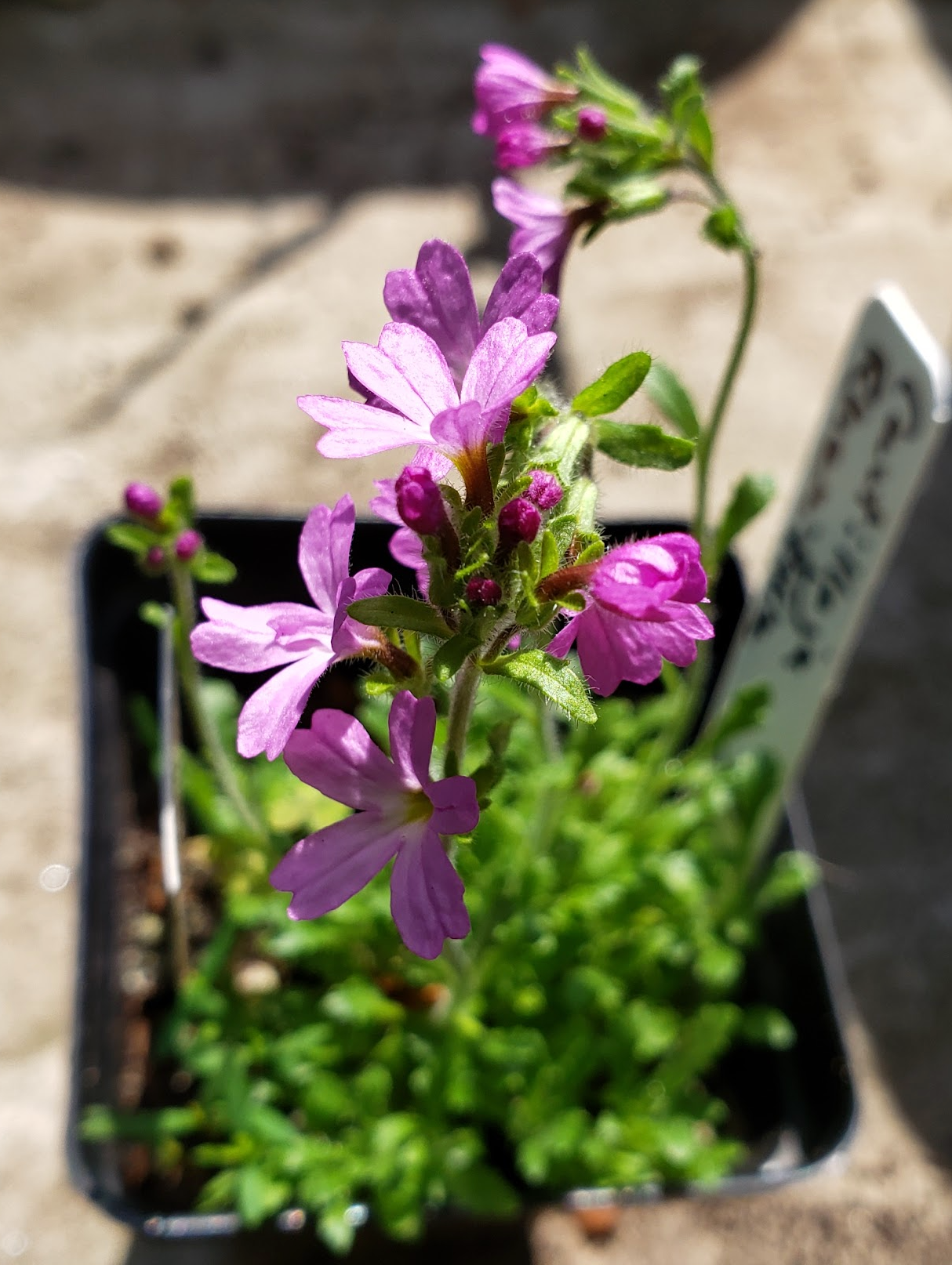 Erinus alpinus ‘Doktor Hähnle’