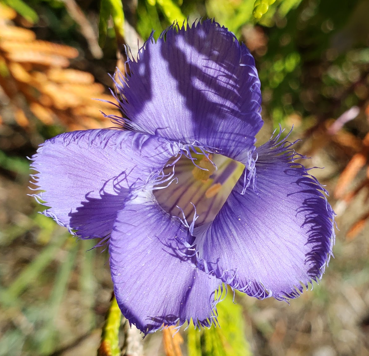 Gentianopsis crinita (Seed)