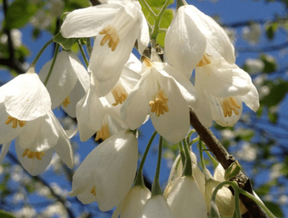 Halesia carolina (Seed)