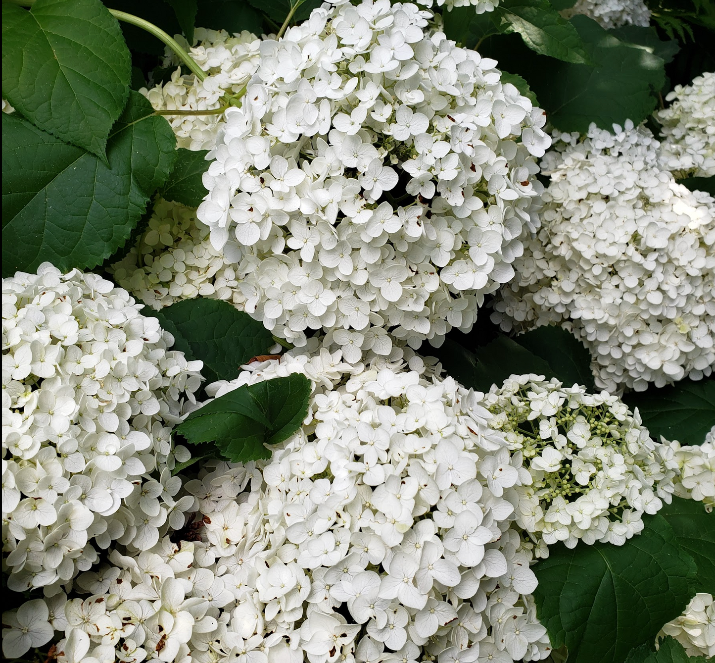Hydrangea arborescens