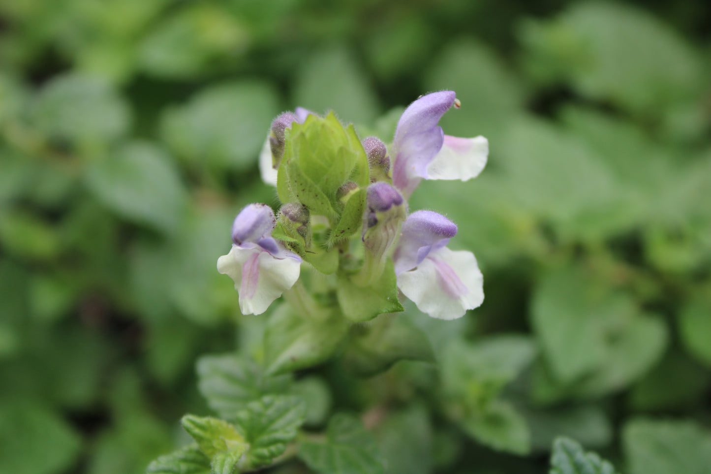 Scutellaria alpina