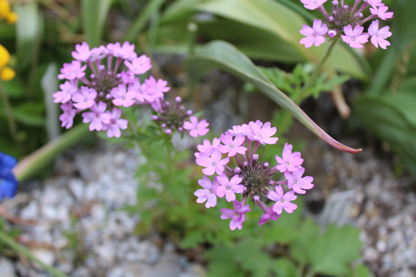 Verbena canadensis