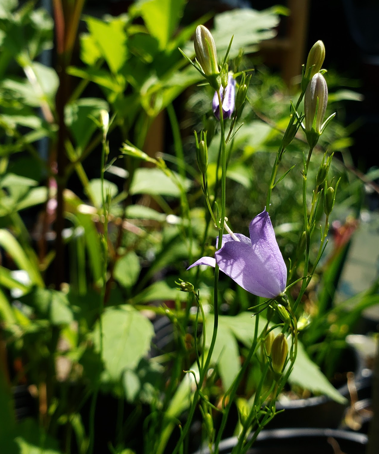 Campanula Rotundifolia