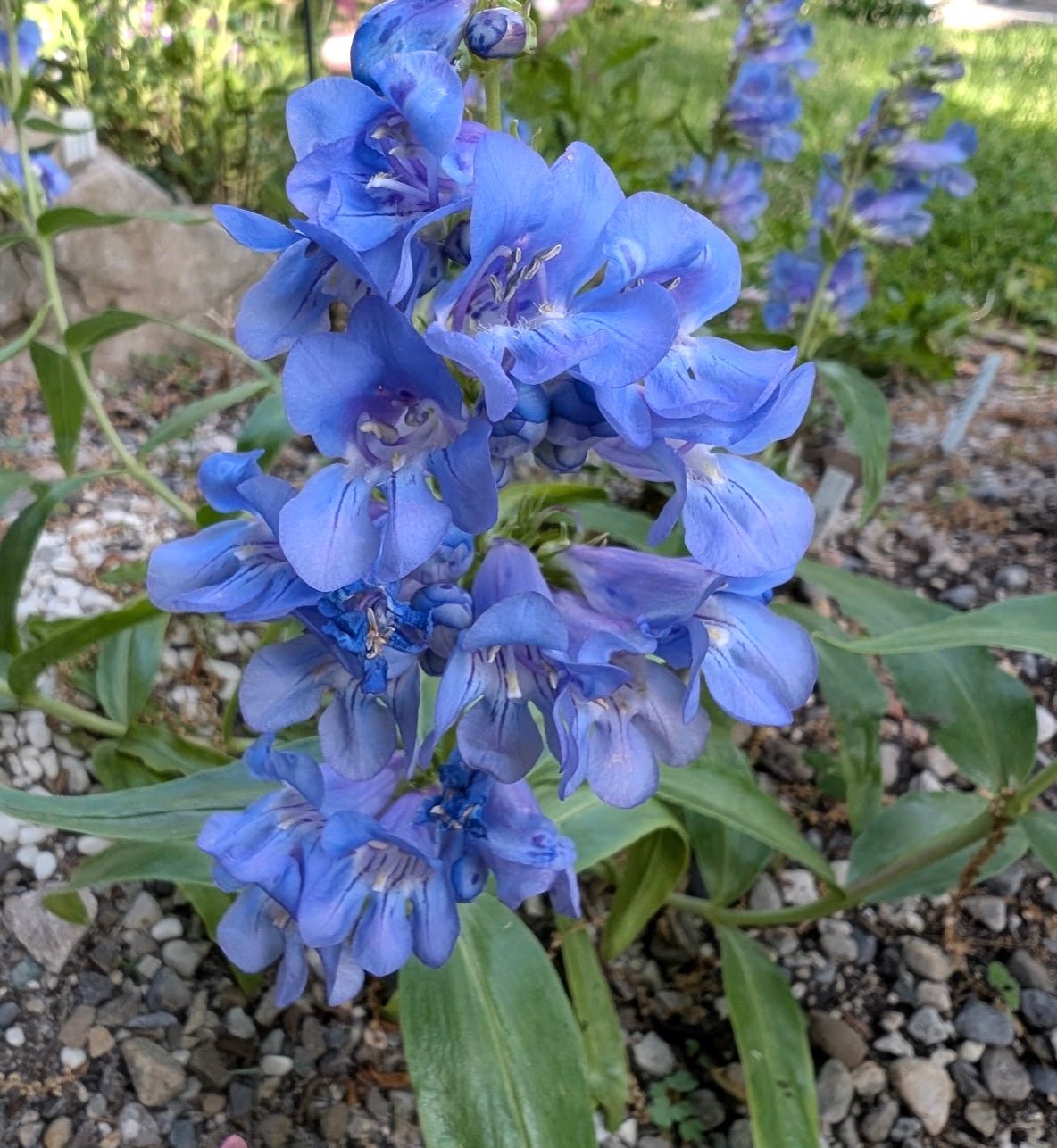 Penstemon Glaber v. Alpinus