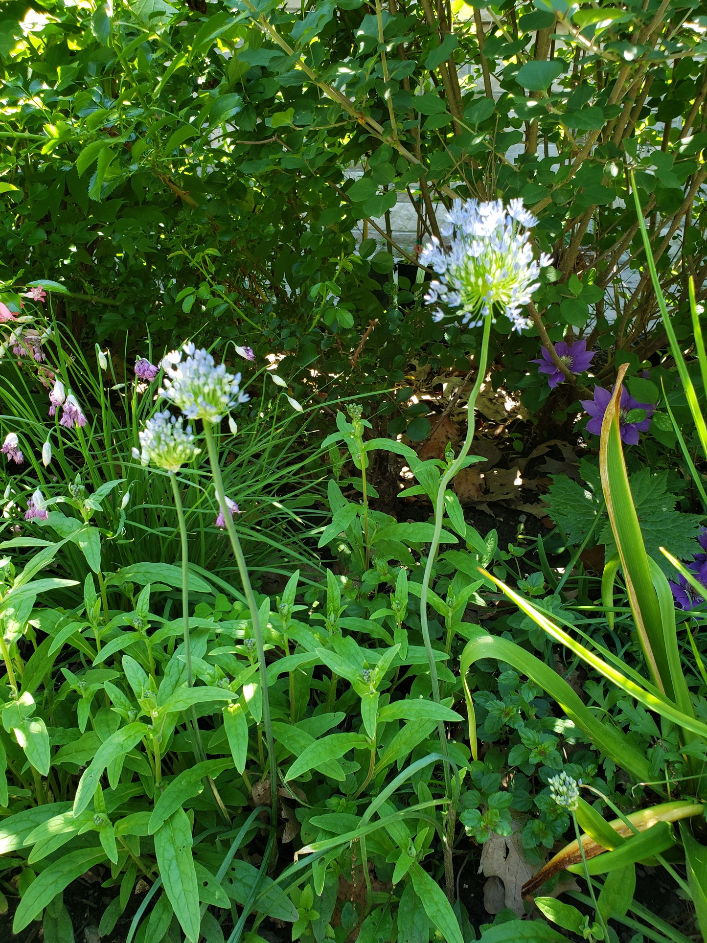 Allium Caeruleum