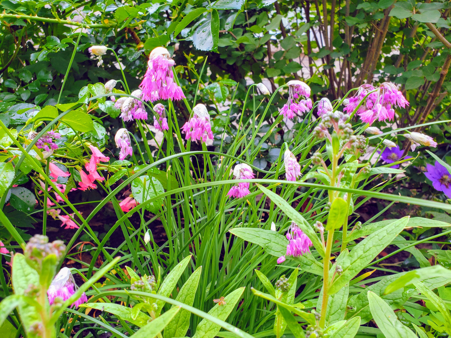 Allium Cernuum