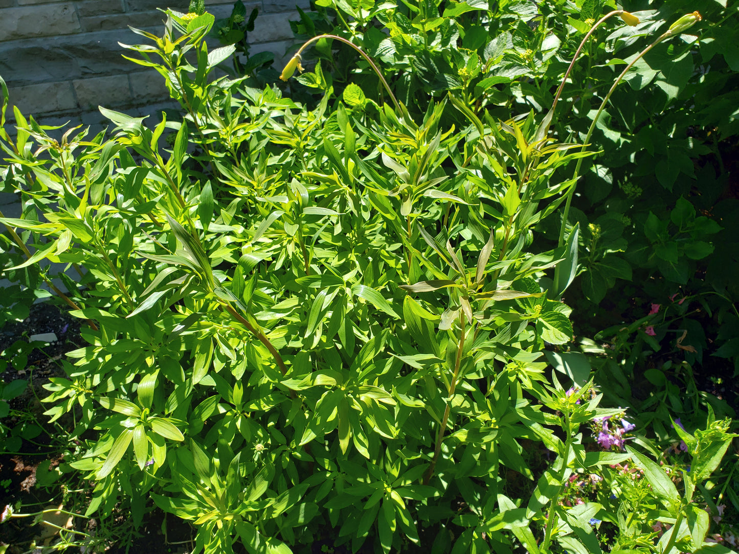 Alstroemeria 'Sweet Laura'