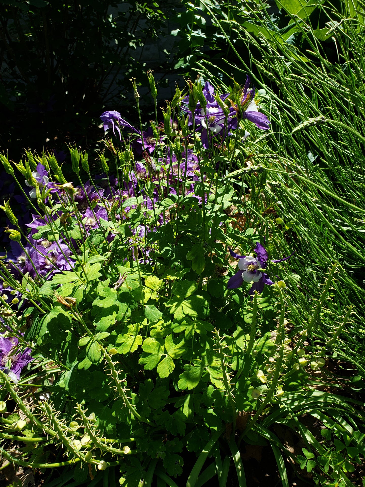 Aquilegia 'Blue Jay'