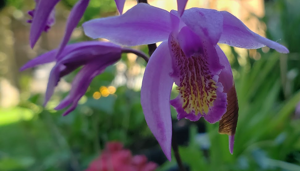Bletilla "Yokahama Kate"