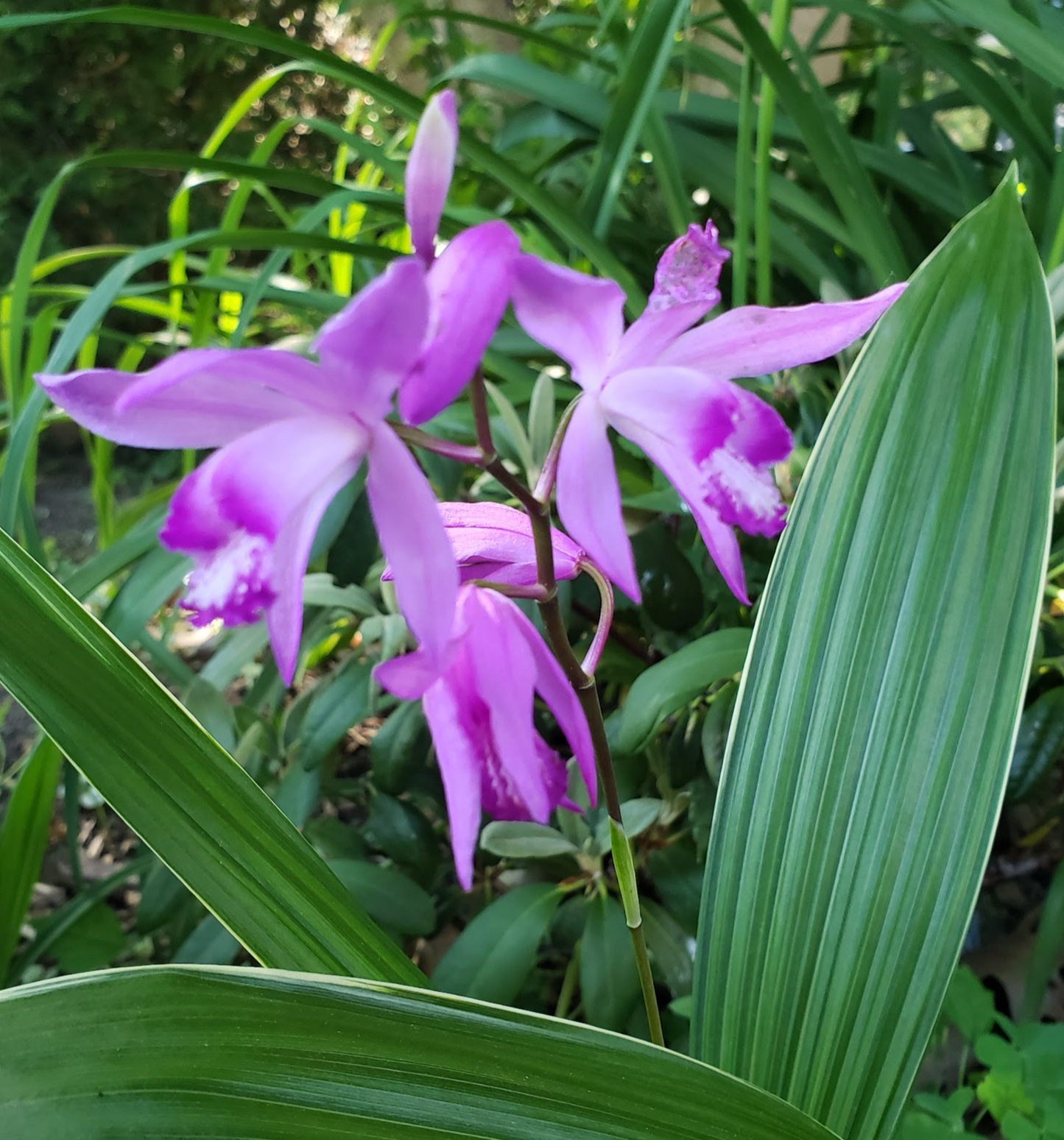 Bletilla striata Variegata Albostriata