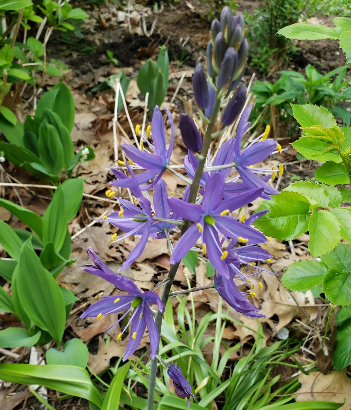Camassia leichtlinii "San Juan"