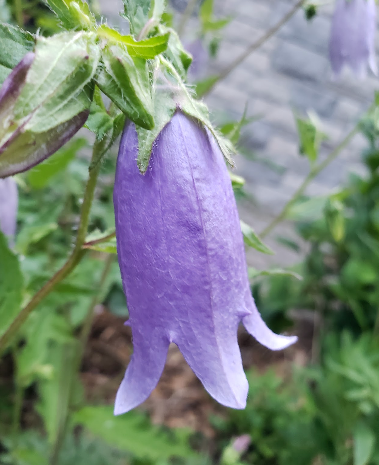 Campanula "Purple Sensation"