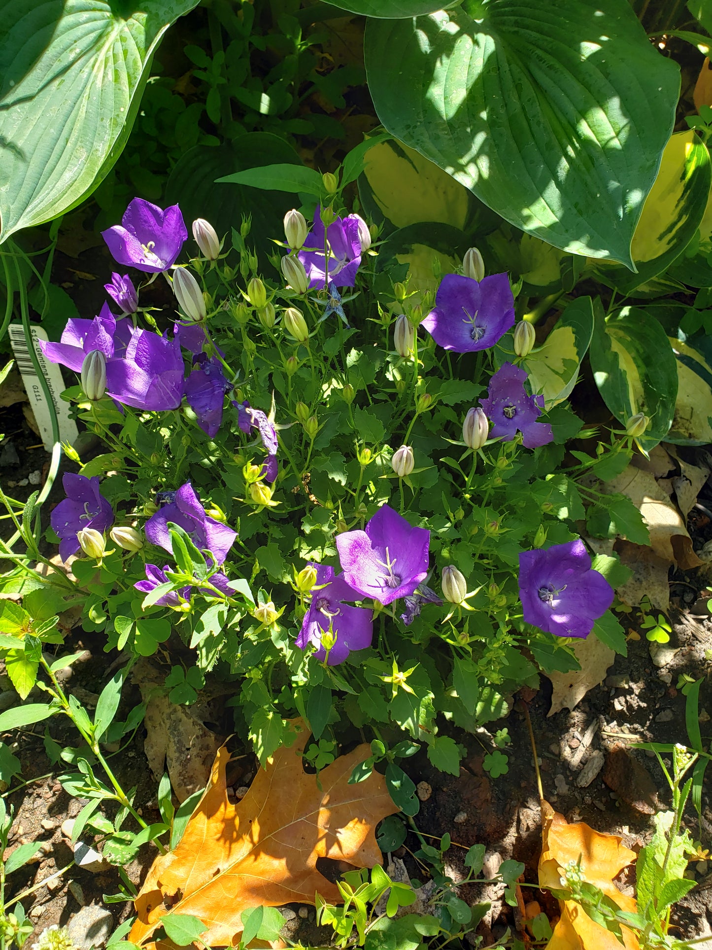 Campanula Carpatica 'Rapido Blue'
