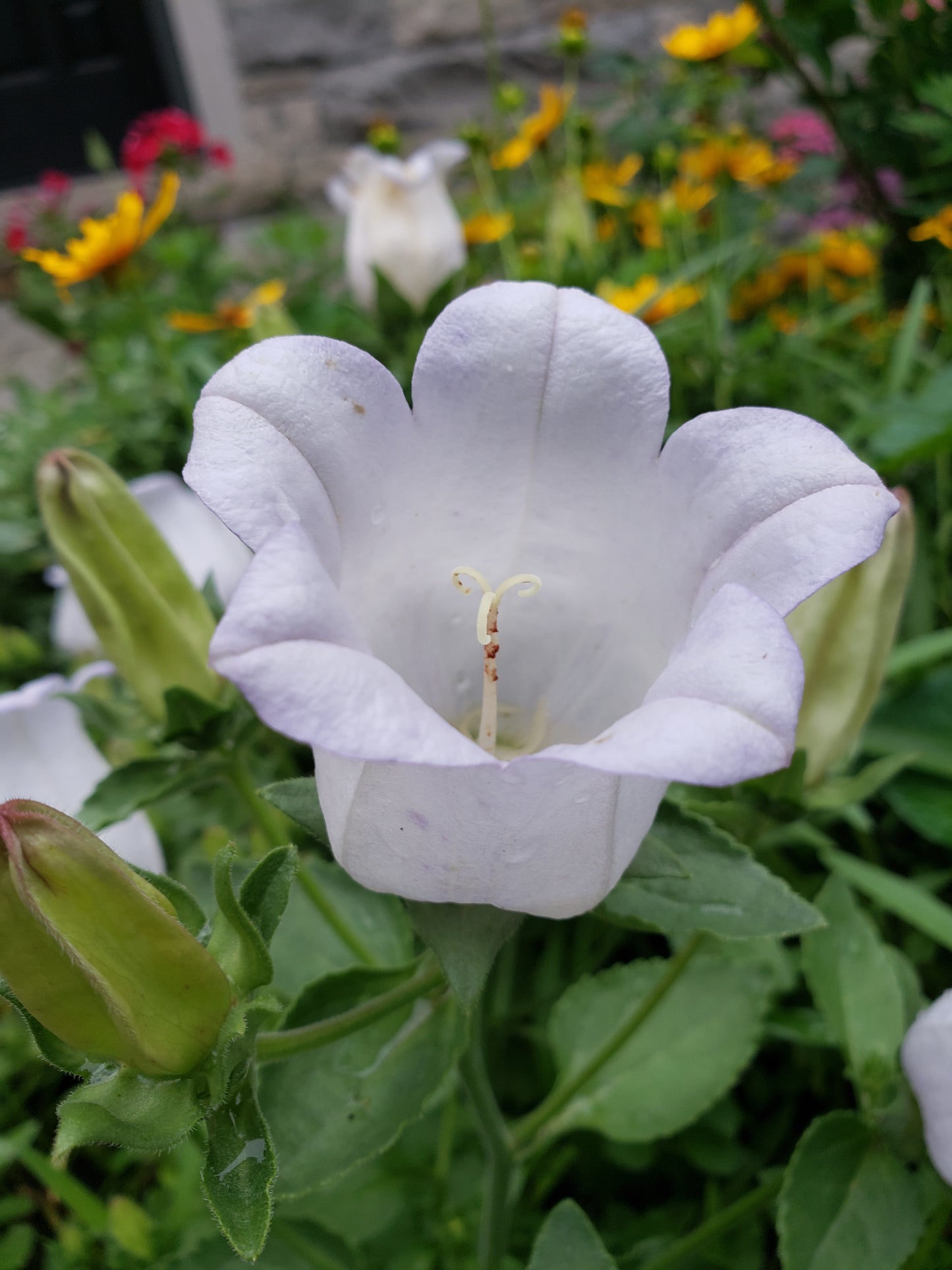 Campanula Incurva