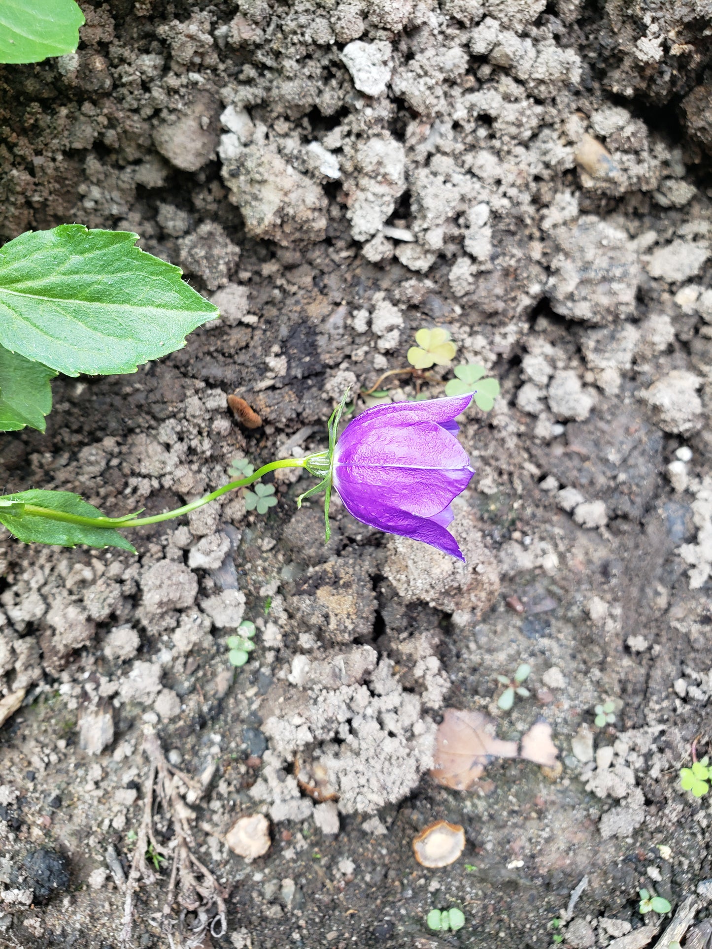 Campanula x Pulloides 'Jelly Bells'