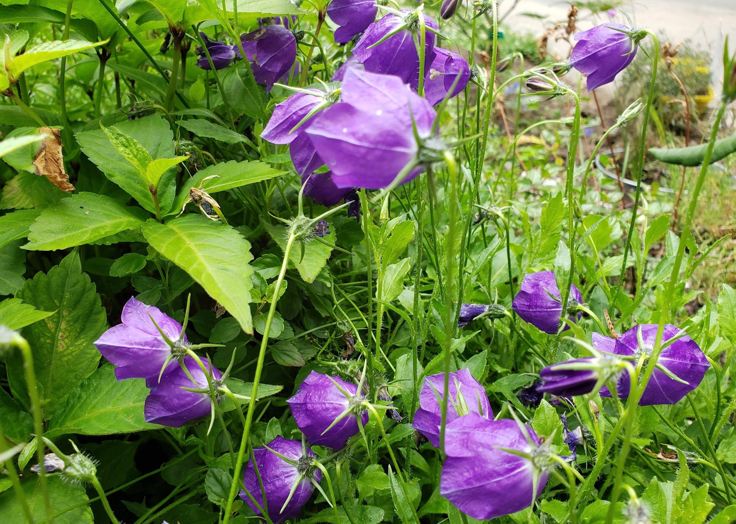 Campanula x Pulloides 'Jelly Bells'