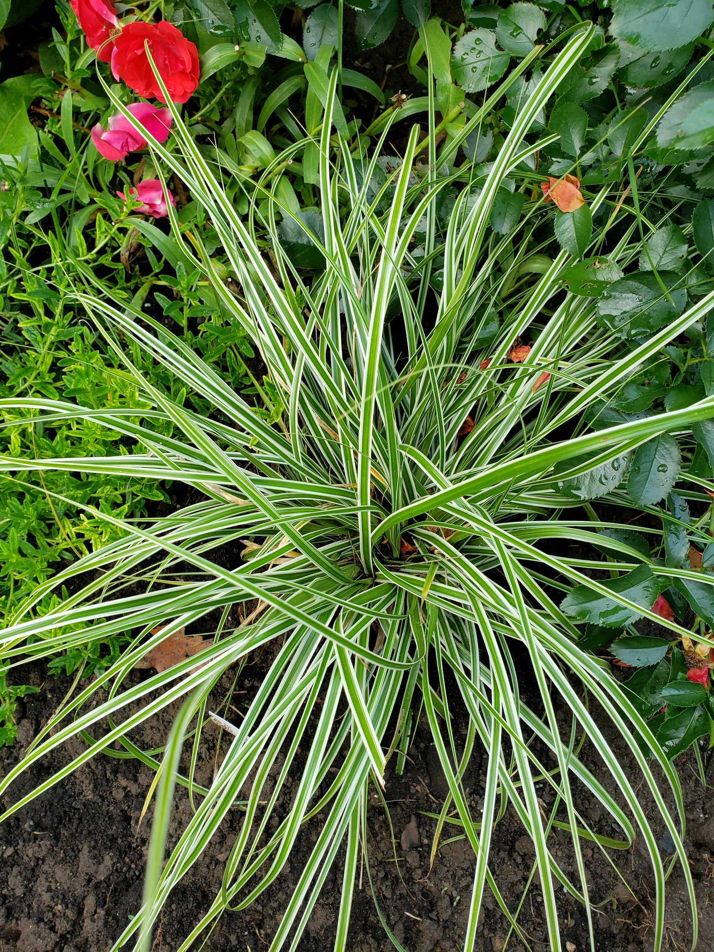 Carex Oshimensis 'Everest'