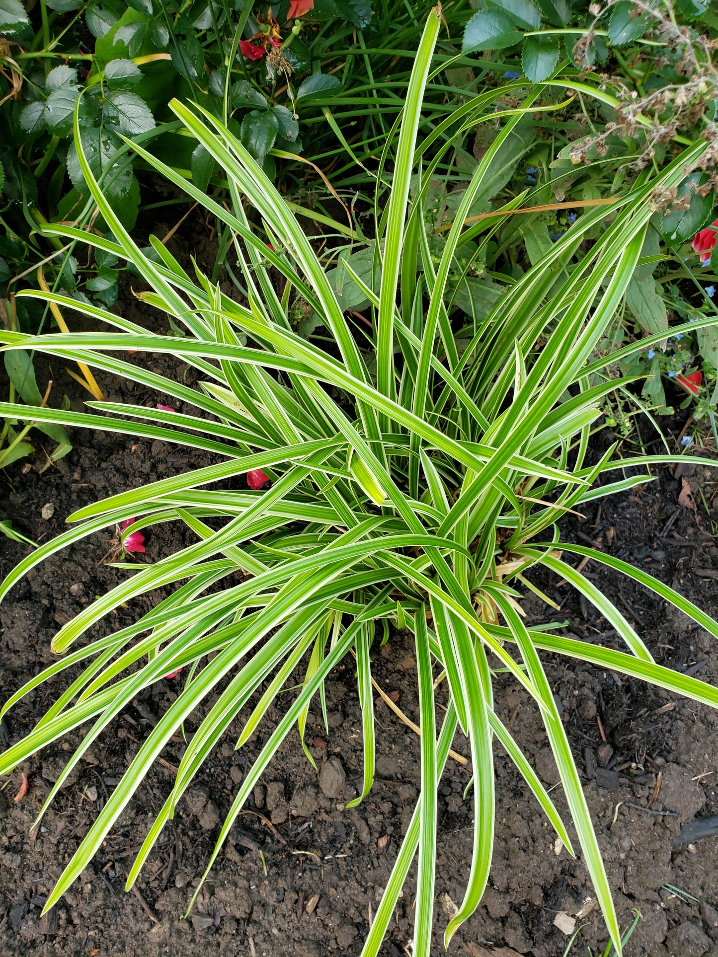 Carex 'Ice Dance'