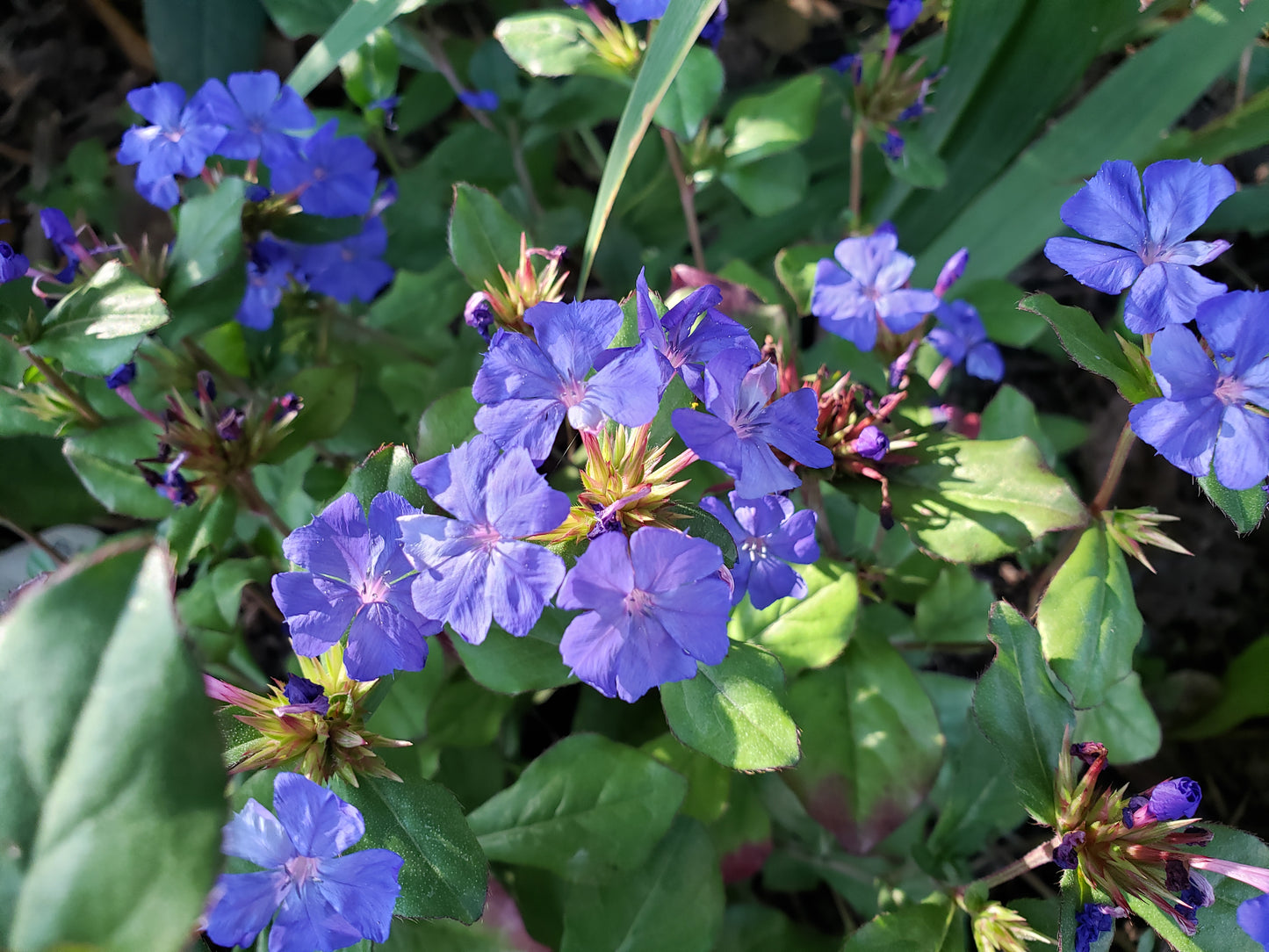 Ceratostigma Willmottianum