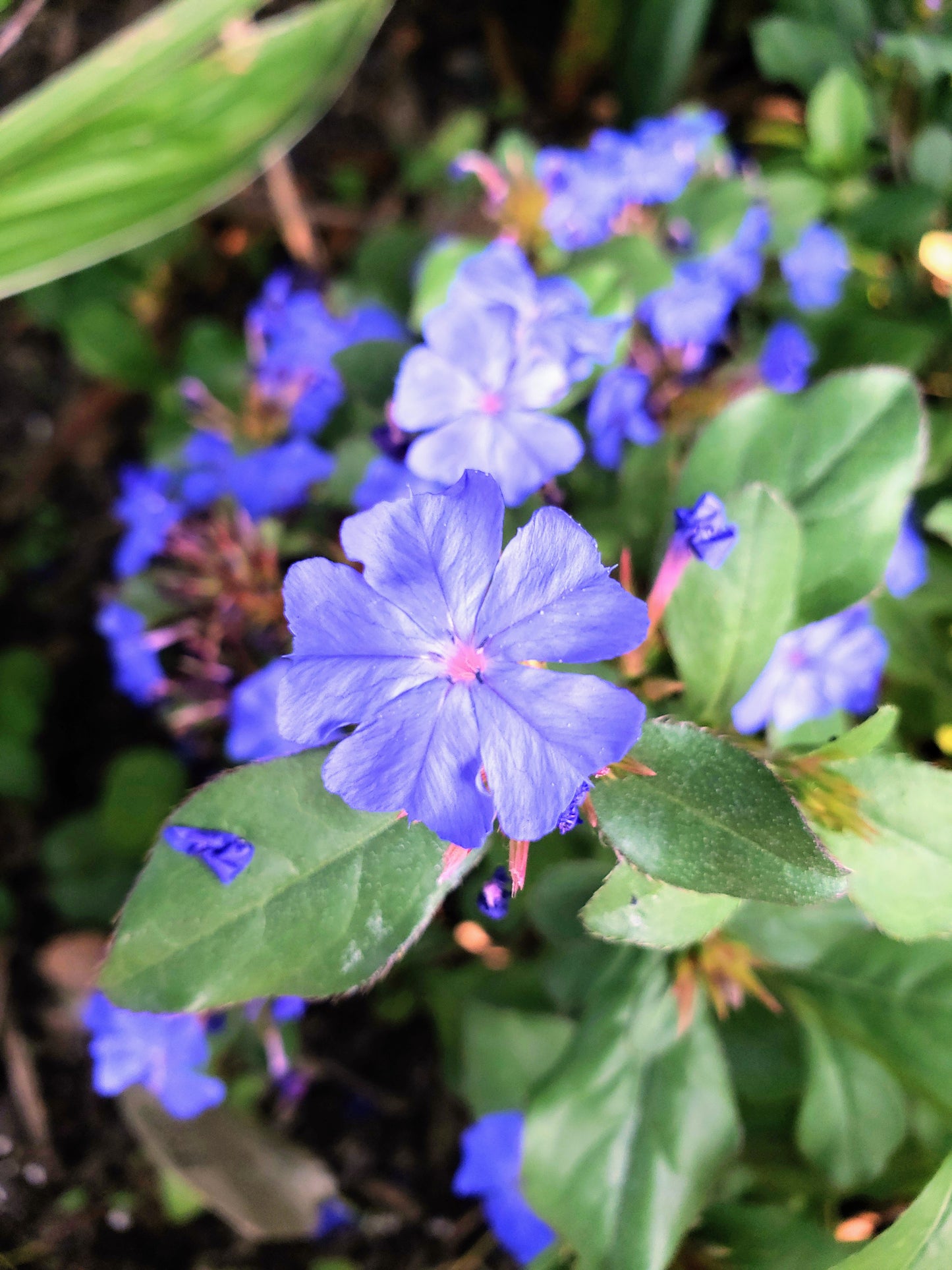 Ceratostigma Willmottianum