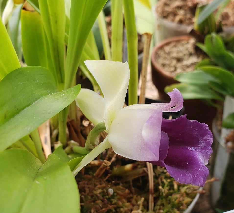 Cochleanthes discolor
