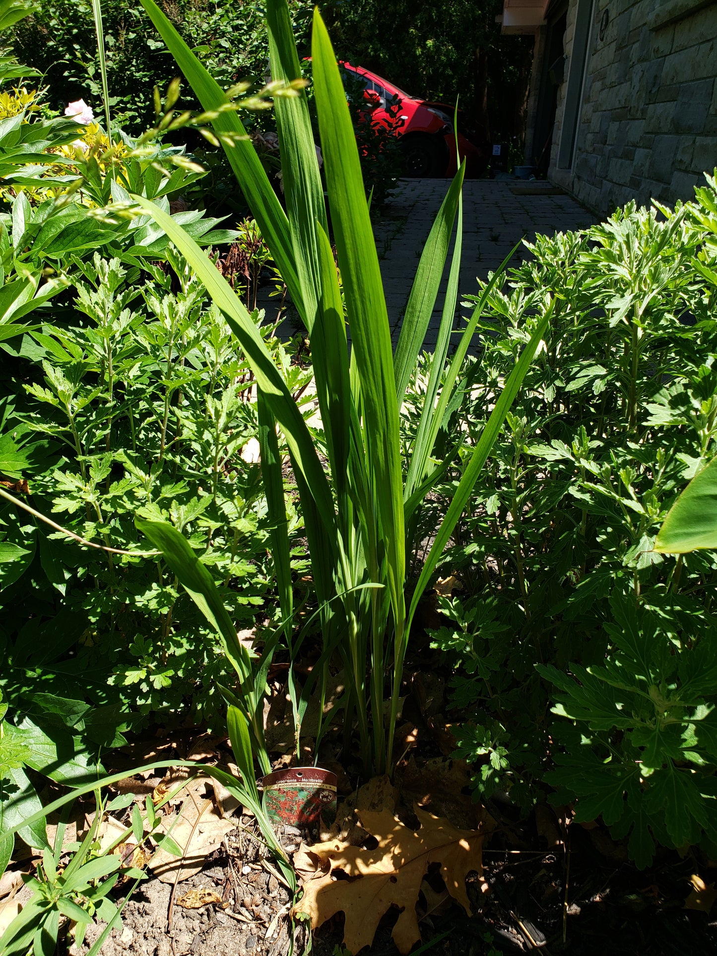 Crocosmia 'Emberglow'