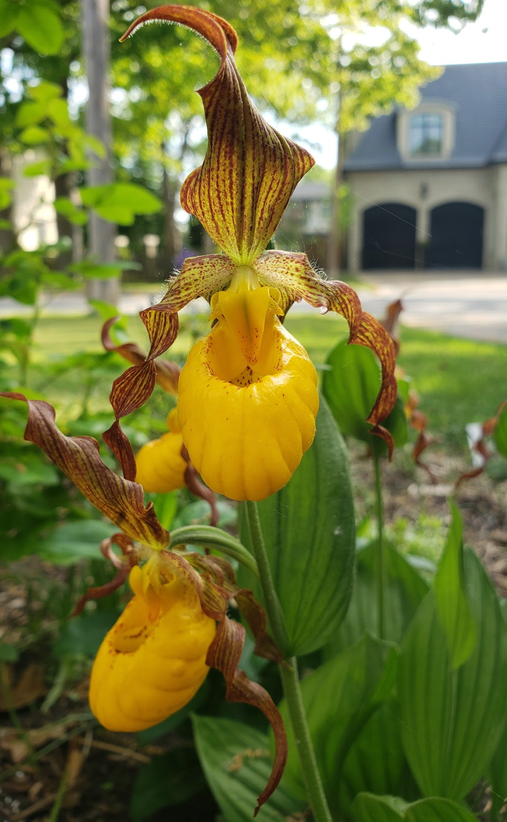 Cypripedium parviflorum