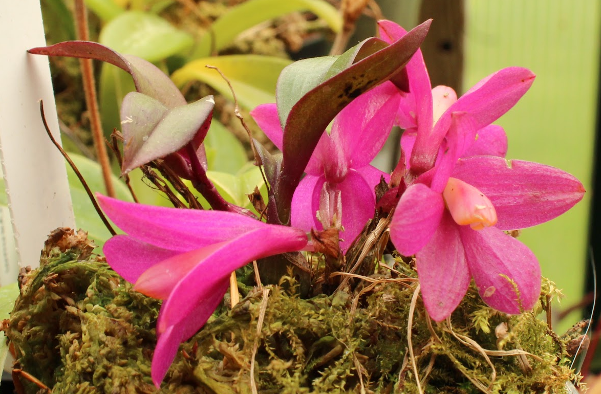 Dendrobium laevifolium