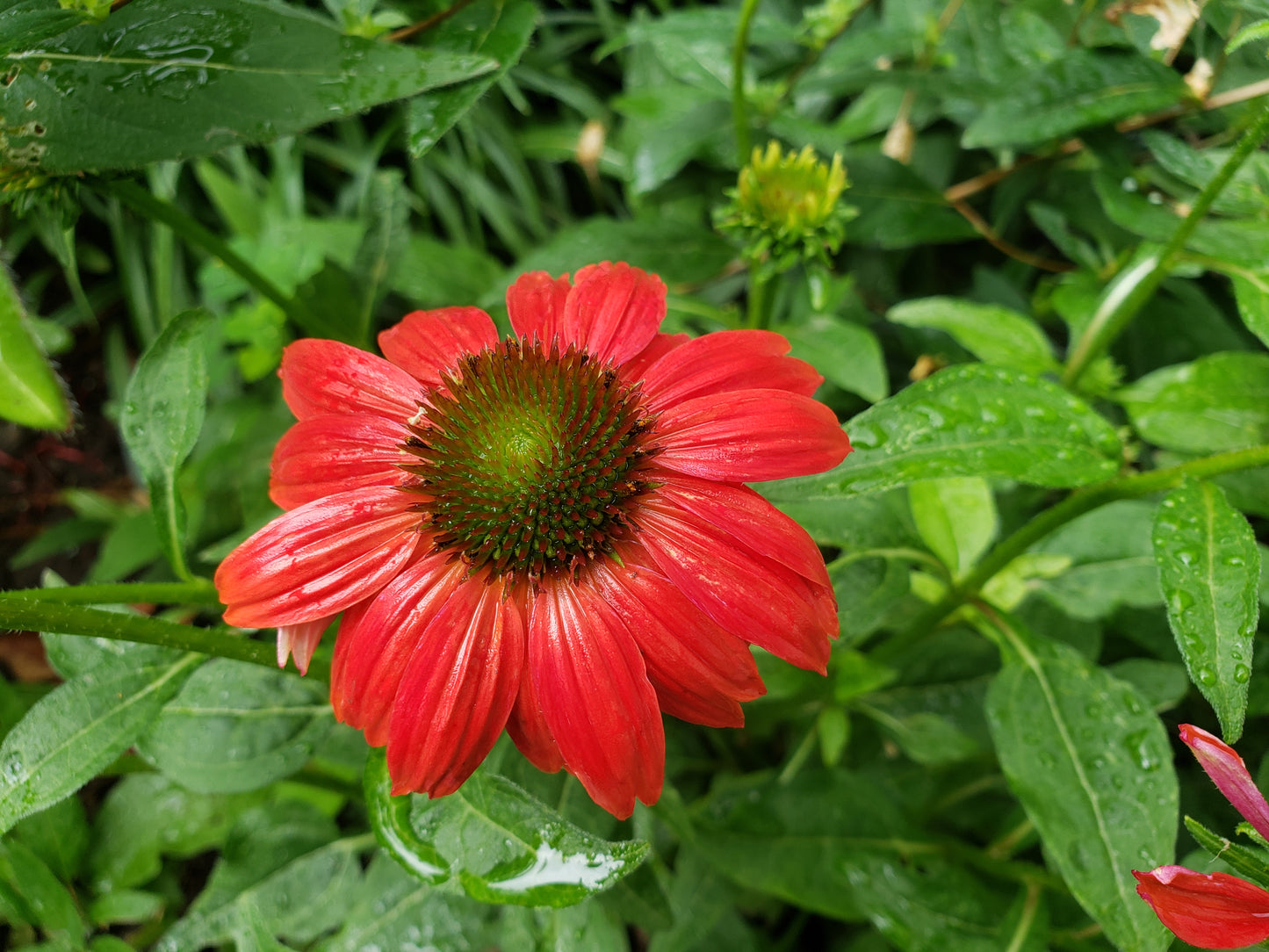 Echinacea 'Firebird'