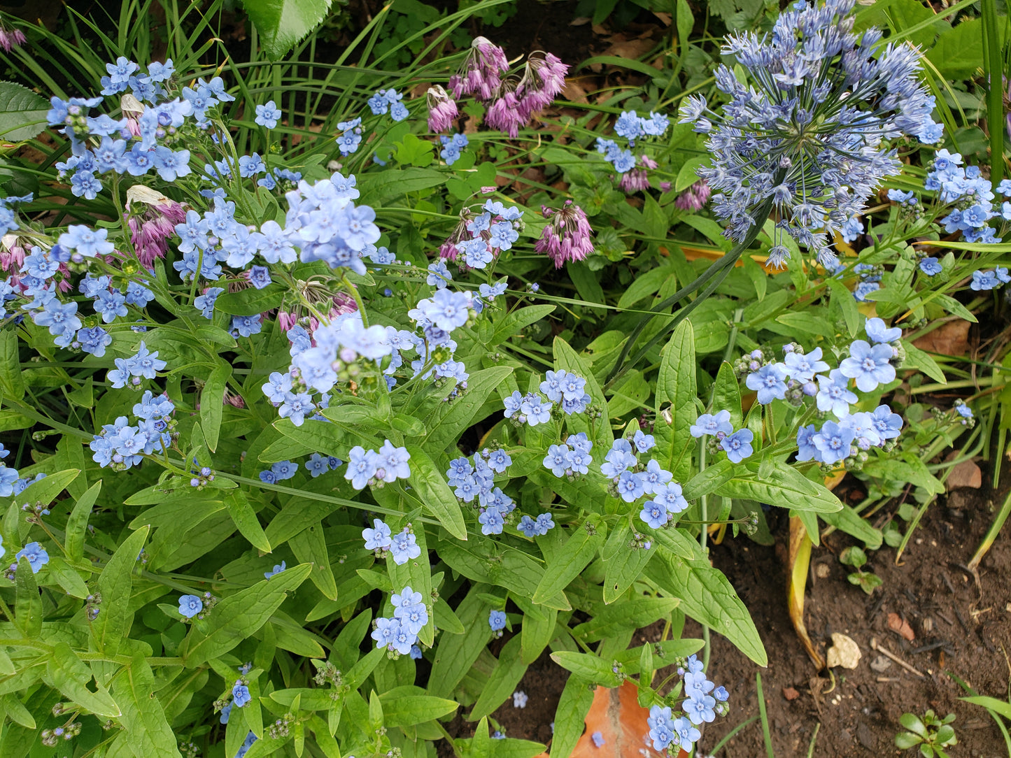 Eritrichium Canum
