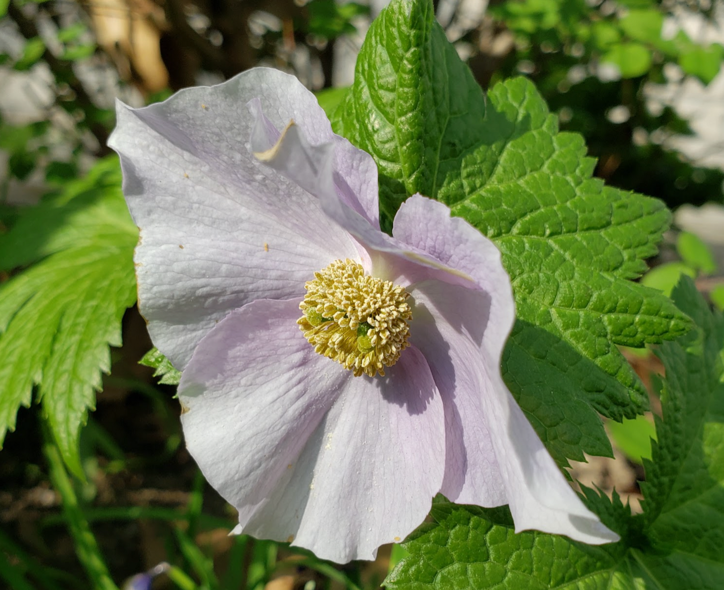 Glaucidium Palmatum