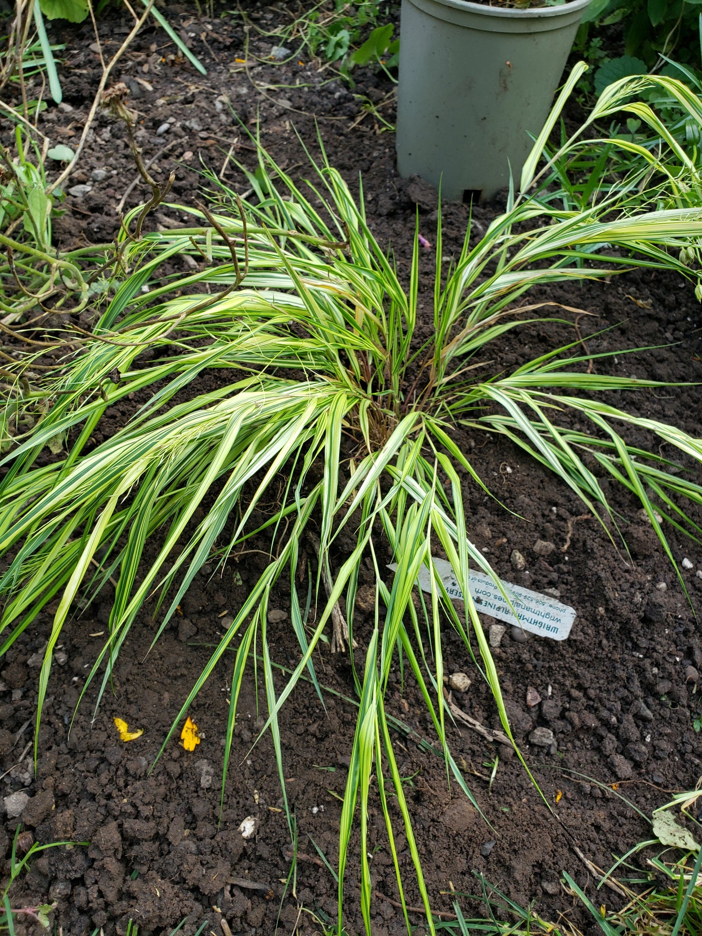 Hakonechloa macra 'Aureola'