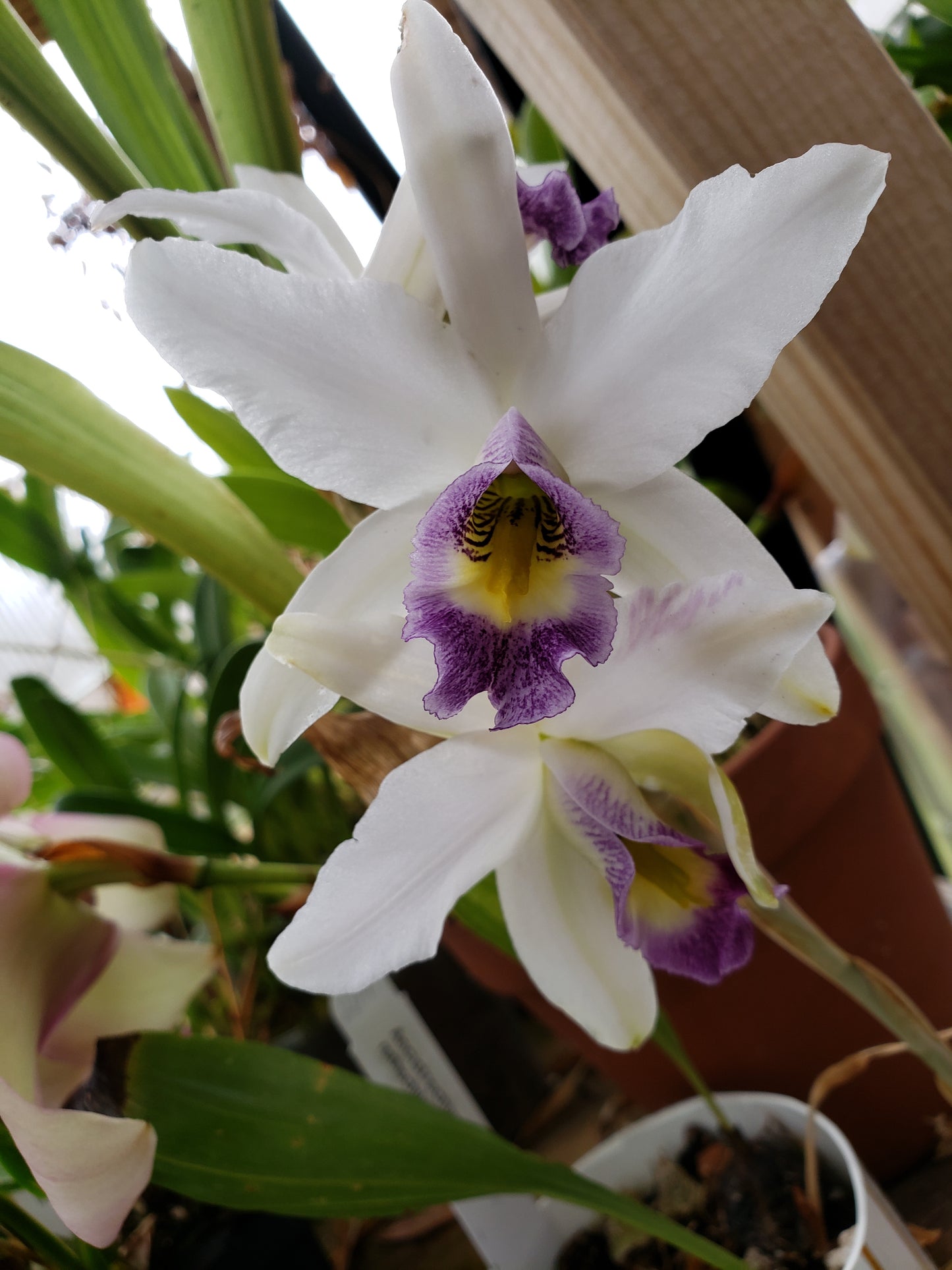 Laelia Anceps var Veitchiana