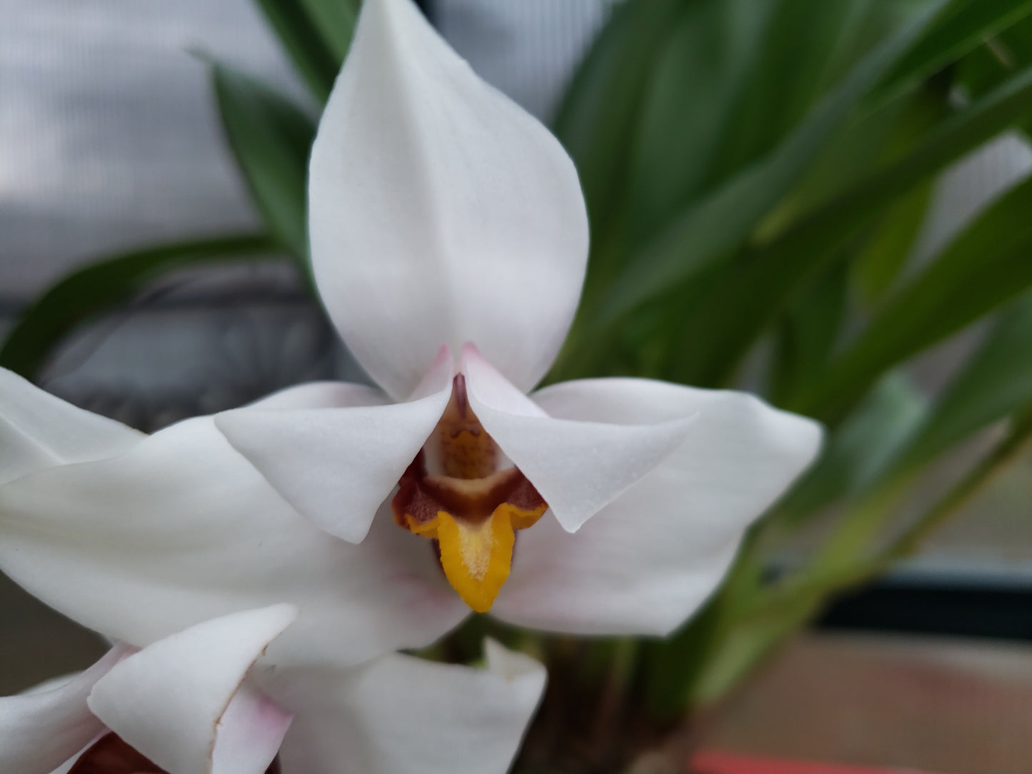 Maxillaria Grandiflora