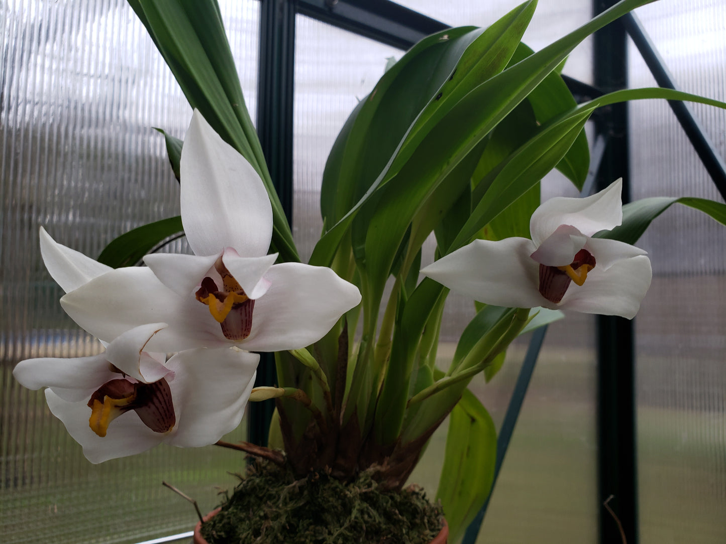 Maxillaria Grandiflora