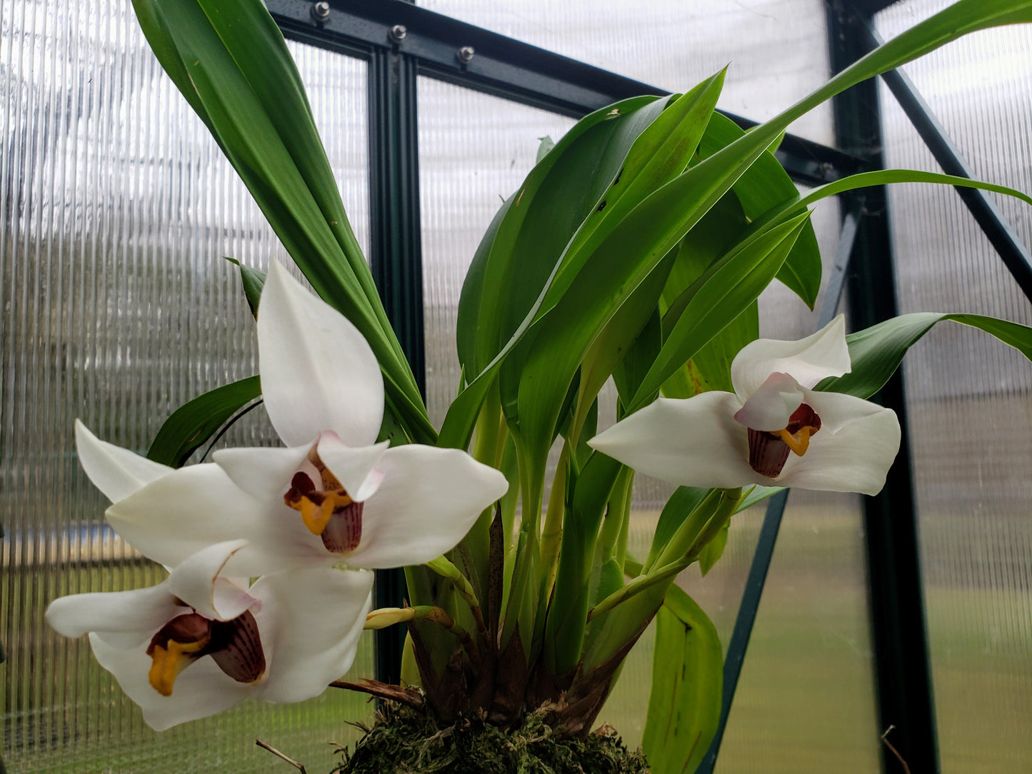 Maxillaria Grandiflora