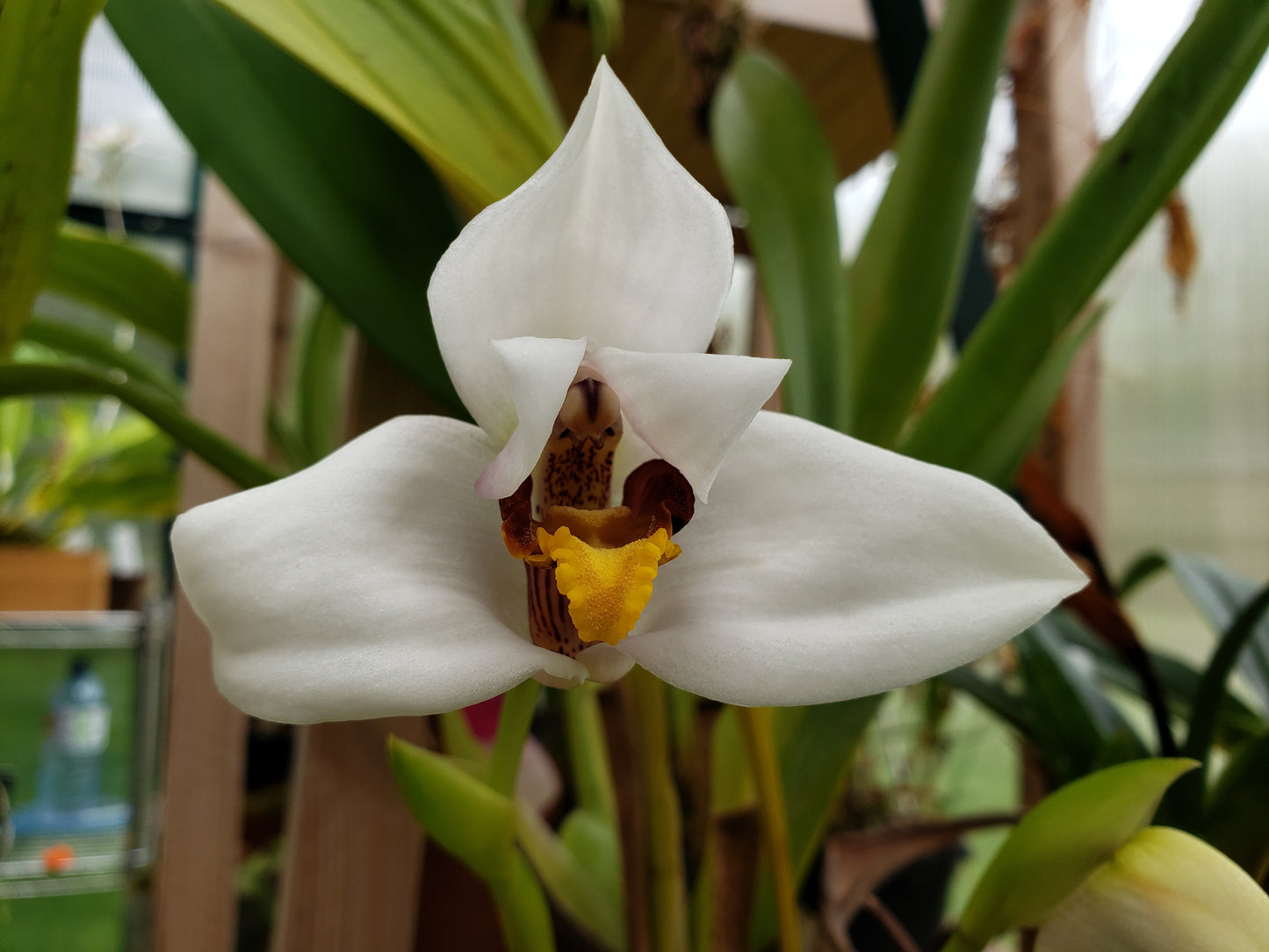 Maxillaria Lehmannii