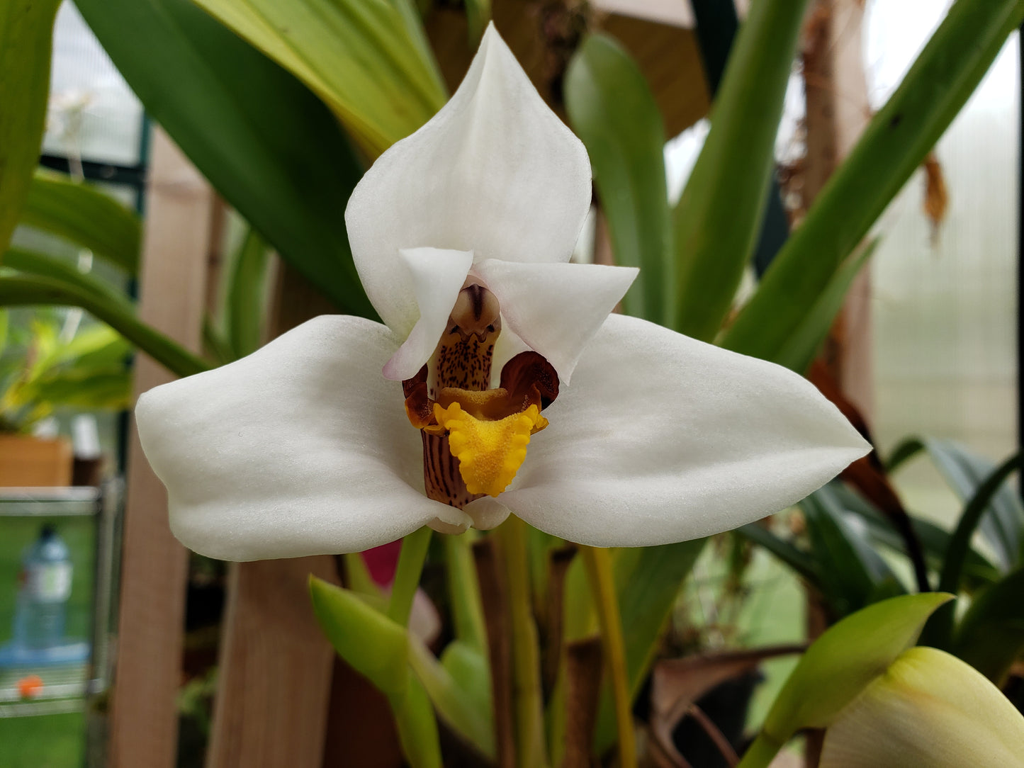 Maxillaria Lehmannii