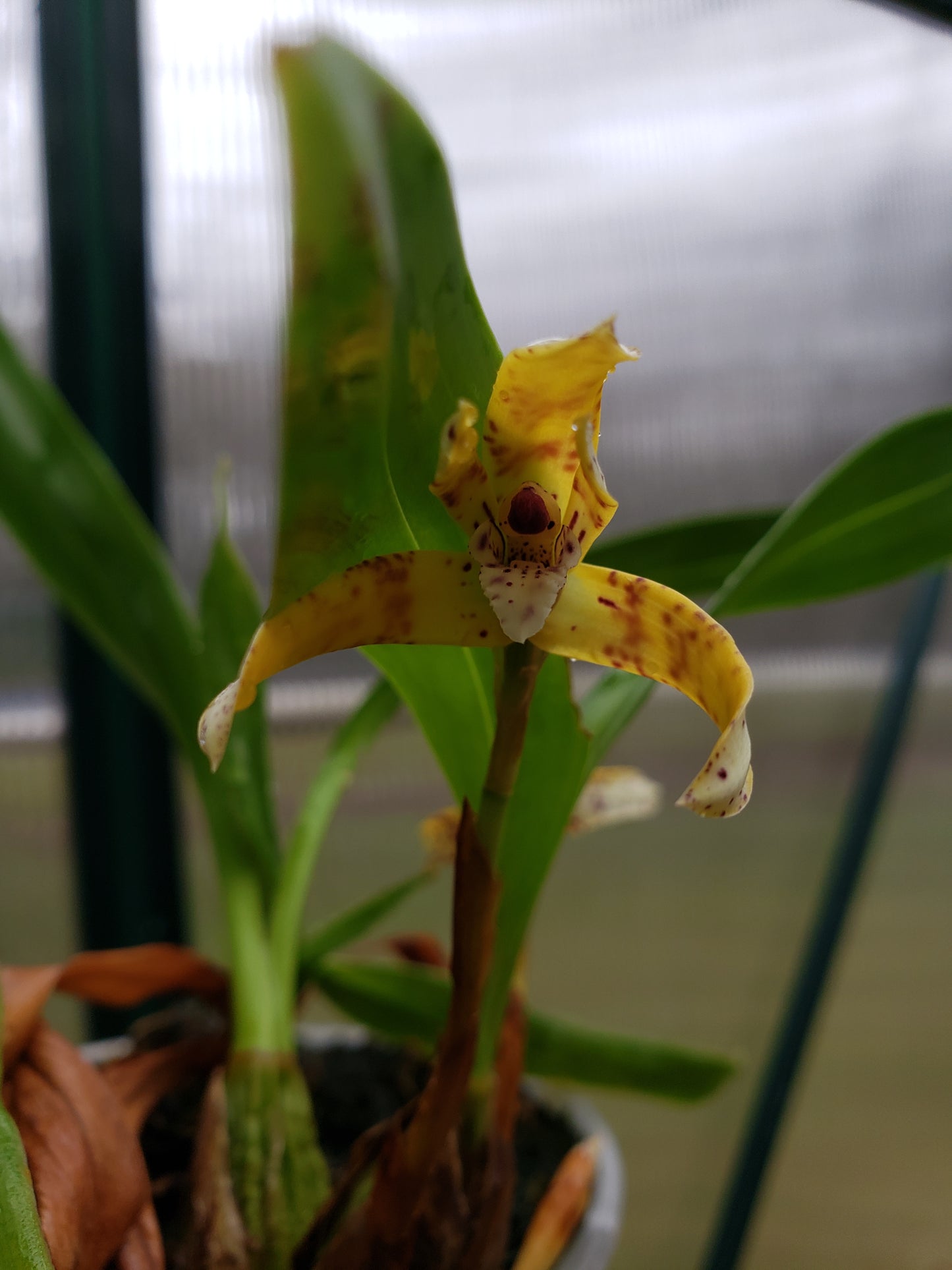 Maxillaria Picta