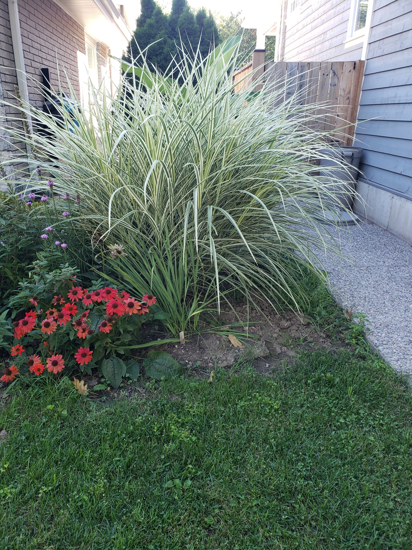 Miscanthus Sinensis 'Variegatus'