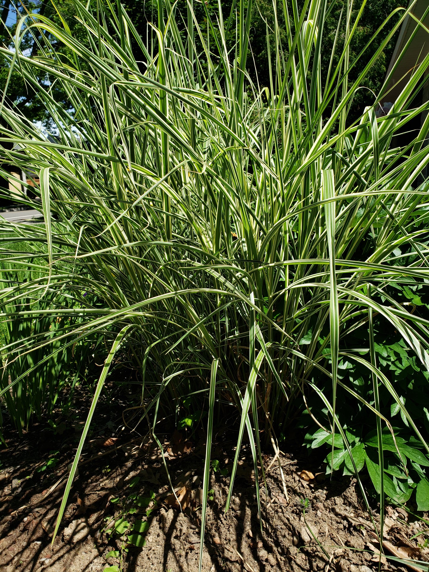 Miscanthus Sinensis 'Variegatus'
