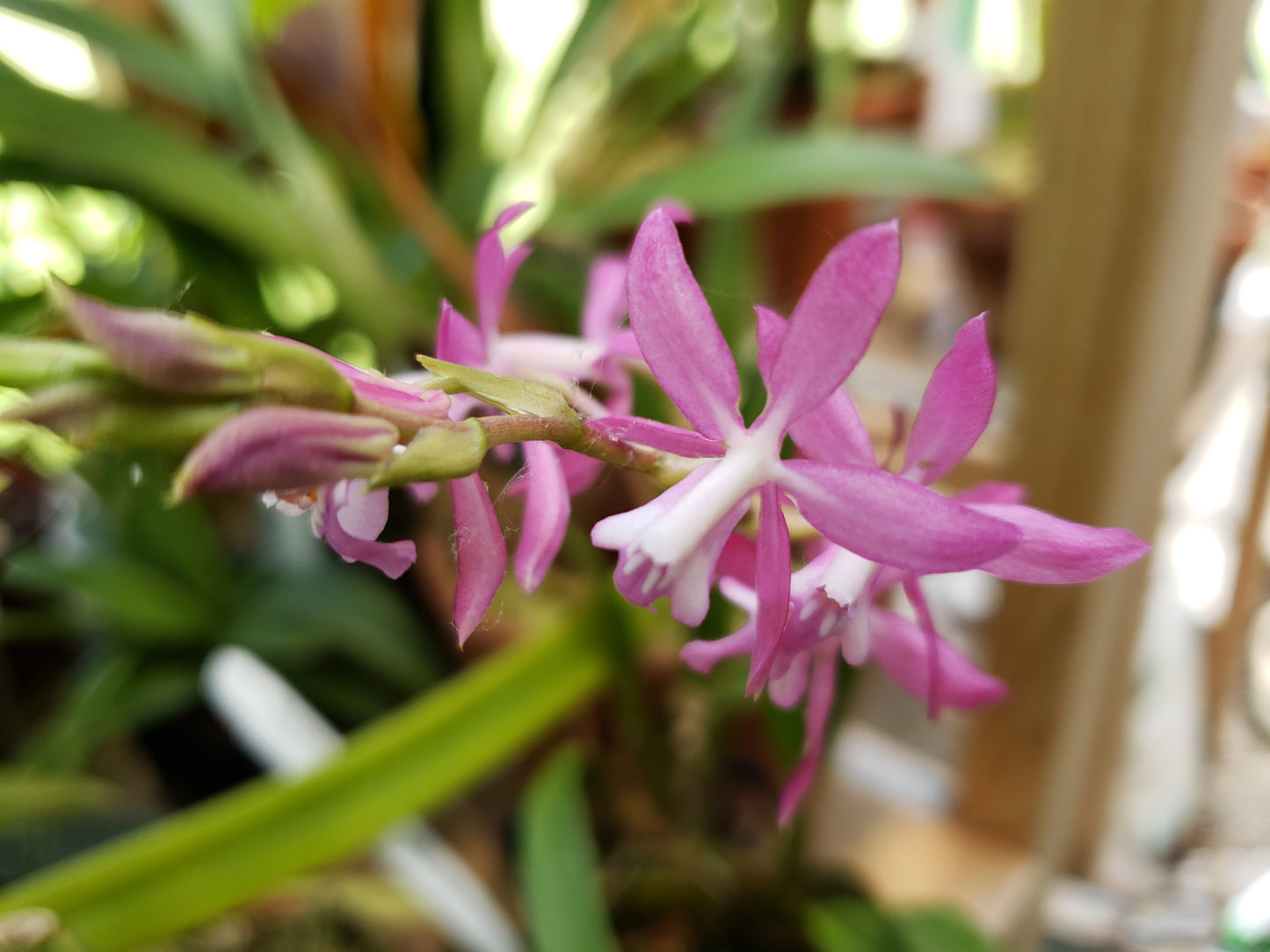Oncidium Vulcanicum